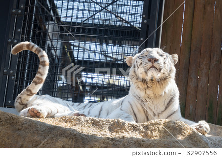 白虎在陽光下放鬆，白虎曬日光浴 132907556