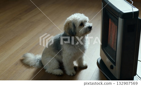 dog sitting by space heater on wooden floor, diffused daylight, calm cozy indoor winter profile dog sitting by space heater on wooden floor, diffused daylight, calm cozy indoor winter profile 132907569