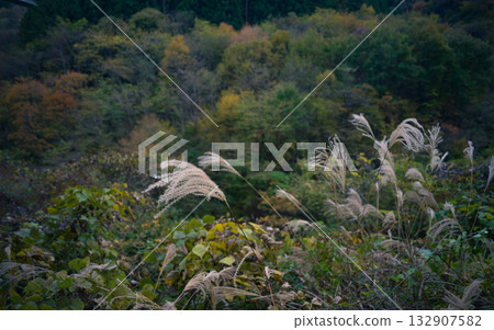 Japanese silver grass near the loop bridge in Chichibu City, Saitama Prefecture Japanese silver grass near the loop bridge in Chichibu City, Saitama Prefecture 132907582