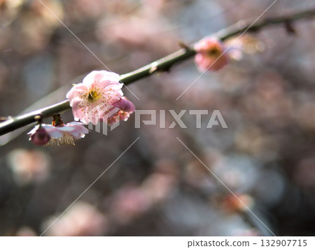 The beautiful pink plum "Fujibotanshidare" bloomed in April The beautiful pink plum "Fujibotanshidare" bloomed in April 132907715