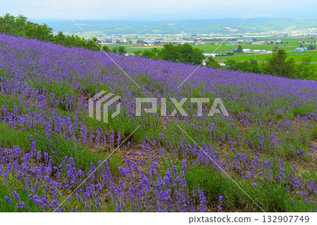 Furano's lavender field Furano's lavender field 132907749