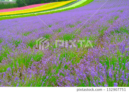 Furano's lavender field 132907751