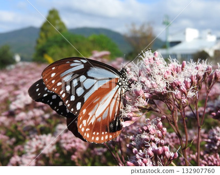 A male Chestnut Butterfly sucking nectar from a Fujibakama flower 132907760