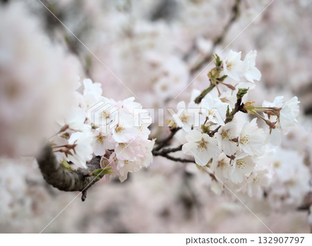 Beautiful cherry blossoms blooming in April: "Jindai Akebono" Beautiful cherry blossoms blooming in April: "Jindai Akebono" 132907797