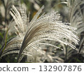 Autumn pampas grass ears waving in the wind 132907876