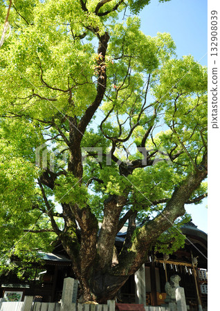 Sacred tree of Ishikiri Tsurugi Shrine (Ishikiri Shrine) 132908039