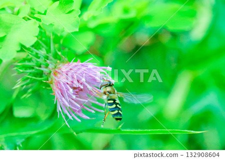 一隻食蚜蠅懸停在薊花上採集花粉 132908604