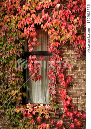 red and green Virginia Creeper Parthenocissus foliage red and green Virginia Creeper Parthenocissus foliage 132908736