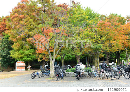 The bicycle parking lot at Chigasaki Central Park, where the autumn leaves are beautiful The bicycle parking lot at Chigasaki Central Park, where the autumn leaves are beautiful 132909051