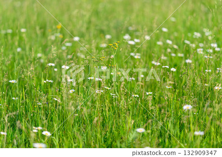 A Vibrant Green Meadow Filled with Colorful Wildflowers and Abundant Life in Bloom 132909347