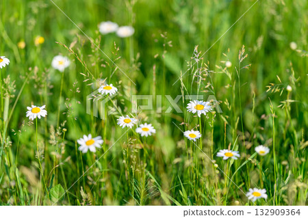 A Beautiful Meadow filled with Daisies and Lush Green Grass to admire and enjoy the view A Beautiful Meadow filled with Daisies and Lush Green Grass to admire and enjoy the view 132909364