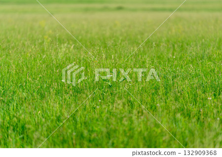 A Vibrant Green Meadow Filled with Colorful Wildflowers Under a Clear Blue Sky Above 132909368