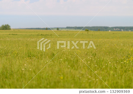 A Vast Green Meadow Beautifully Spanning Under a Bright and Clearly Blue Sky Above A Vast Green Meadow Beautifully Spanning Under a Bright and Clearly Blue Sky Above 132909369