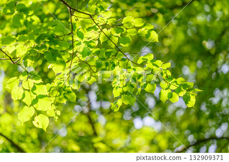 Lush green leaves glow beautifully in the sunlight, creating a vivid and serene atmosphere 132909371