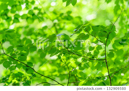 Vibrant Green and Lush Leaves Bathed in Glorious Natural Light, Exuding Life and Color Vibrant Green and Lush Leaves Bathed in Glorious Natural Light, Exuding Life and Color 132909380