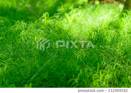 Lush, vibrant green grass rests gently beneath the soft embrace of natural sunlight Lush, vibrant green grass rests gently beneath the soft embrace of natural sunlight 132909382