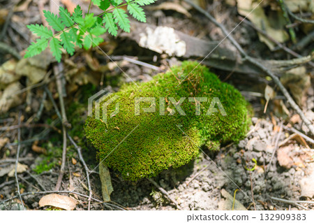 Beautiful and Lush Green Moss on a Rock in a Tranquil Forest Environment Setting Beautiful and Lush Green Moss on a Rock in a Tranquil Forest Environment Setting 132909383