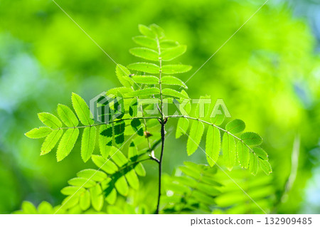 Lush and Vibrant Green Fern Leaves Bathed in Bright Sunlight, Showcasing Natures Beauty 132909485