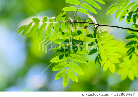 The Vibrant Green Foliage of a Leafy Plant Set Beautifully Against a Bright Background The Vibrant Green Foliage of a Leafy Plant Set Beautifully Against a Bright Background 132909487