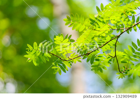 Sunlit Green Leaves in Nature Capturing the Essence of Natures Spectacular Beauty Sunlit Green Leaves in Nature Capturing the Essence of Natures Spectacular Beauty 132909489