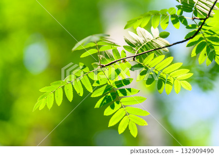 Lush, vibrant green leaves gracefully adorn a branch, showcasing natures incredible beauty Lush, vibrant green leaves gracefully adorn a branch, showcasing natures incredible beauty 132909490