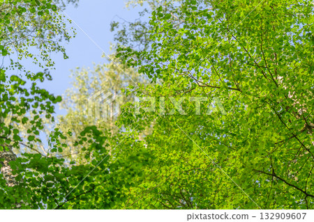 The Lush Green Foliage Flourishing Under a Clear and Beautiful Blue Sky Above Us 132909607
