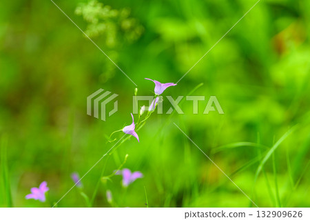 Delicate and Beautiful Purple Wildflowers Surrounded by Lush Greenery and Nature Delicate and Beautiful Purple Wildflowers Surrounded by Lush Greenery and Nature 132909626