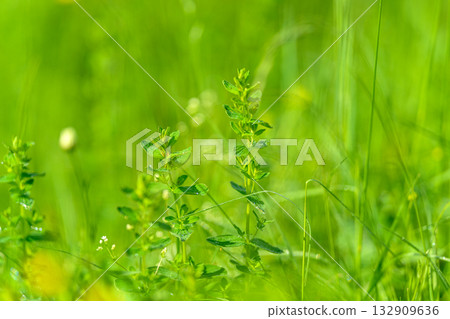 A Beautiful and Vibrant Green Meadow with Lush Vegetation Flourishing in the Spring Season A Beautiful and Vibrant Green Meadow with Lush Vegetation Flourishing in the Spring Season 132909636
