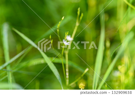 A Delicate Wildflower Blooming Beautifully Amidst Lush Greenery and Surrounding Nature A Delicate Wildflower Blooming Beautifully Amidst Lush Greenery and Surrounding Nature 132909638