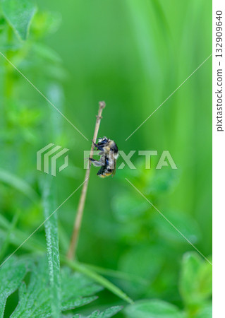 A CloseUp Image of a Bee Resting on Lush Green Grass in Its Natural Habitat Environment 132909640