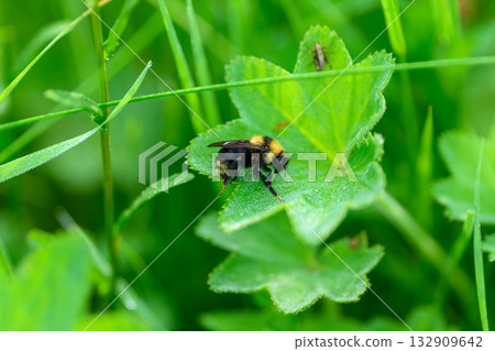 A beautiful bumblebee resting on a vibrant green leaf amidst lush and abundant grass A beautiful bumblebee resting on a vibrant green leaf amidst lush and abundant grass 132909642
