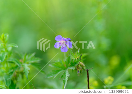 A Delicate and Beautiful Purple Wildflower Flourishing in Its Natural Green Environment A Delicate and Beautiful Purple Wildflower Flourishing in Its Natural Green Environment 132909651