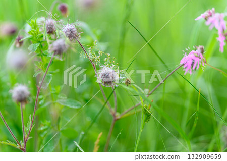 The scene showcases Vibrant Wildflowers blooming beautifully within a Lush, Green Meadow 132909659
