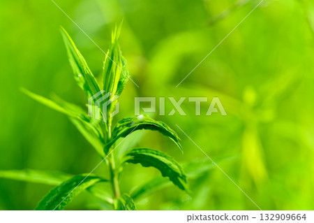 The Bright and Vibrant Green Leaves Found in Natures Stunning Landscapes and Gardens 132909664