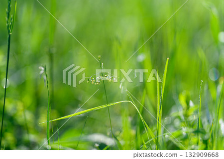 Lush and Beautiful Green Grass Dotted with Tiny Dewdrops Glimmering in the Morning Light Lush and Beautiful Green Grass Dotted with Tiny Dewdrops Glimmering in the Morning Light 132909668
