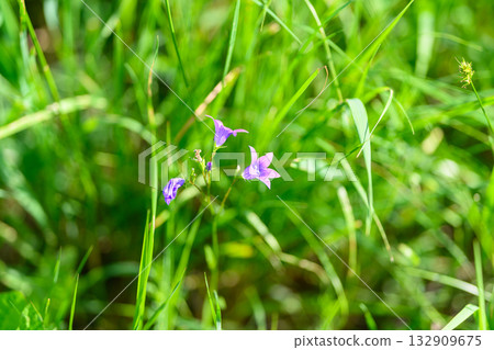 Stunningly Beautiful Wildflowers Blooming in the Green Grass of Natures Abundant Bounty Stunningly Beautiful Wildflowers Blooming in the Green Grass of Natures Abundant Bounty 132909675