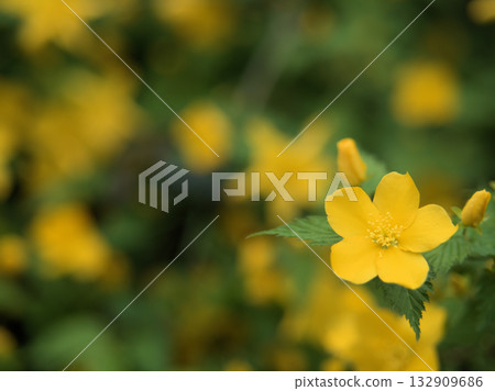 四月盛開著美麗的黃色山吹花 四月盛開著美麗的黃色山吹花 132909686
