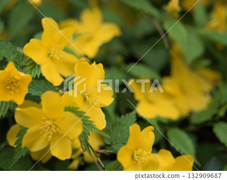 四月盛開著美麗的黃色山吹花 四月盛開著美麗的黃色山吹花 132909687