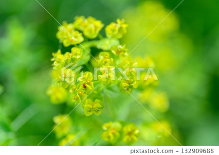 The vibrant yellow wildflowers bloom beautifully in the lush, natural greenery surrounding them 132909688