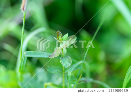 A Lush Green Plant Thriving in Its Natural Habitat Surrounded by Diverse Flora and Fauna 132909689