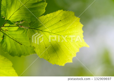 Bright and Lush Green Leaves Captured in Beautiful Natural Light for a Striking Effect 132909697