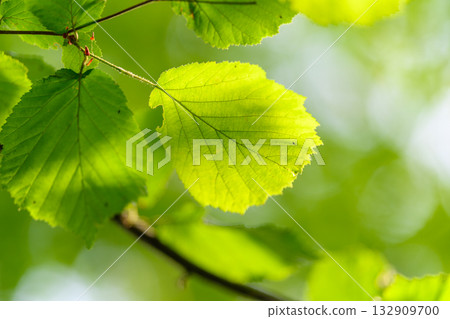 Lush green leaves shimmering with the beautiful sunlight reflecting off their surfaces Lush green leaves shimmering with the beautiful sunlight reflecting off their surfaces 132909700