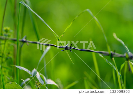 Barbed Wire Set Against a Beautiful Lush Green Background, Creating a Captivating Scene 132909803