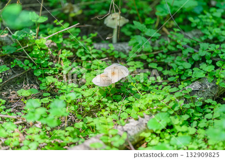 A Serene Forest Floor adorned with Vibrant Mushrooms and Lush Greenery Surrounded by Nature 132909825