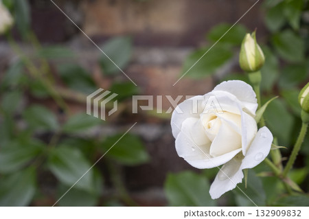 Moist white rose flowers and buds Moist white rose flowers and buds 132909832