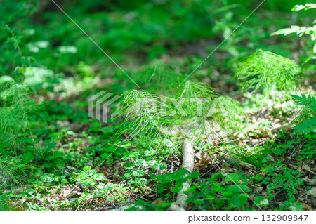 A lush green forest floor with captivating patterns of sunlight filtering through the trees 132909847