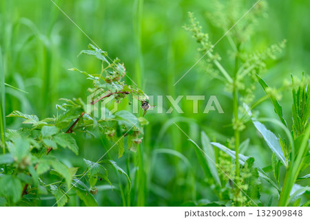 A Vibrant Green Nature Scene Featuring an Insect in Sharp Focus Amidst the Lush Foliage 132909848