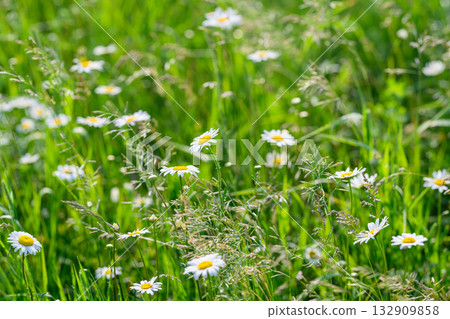 A Beautiful and Vibrant Flower Field with Colorful Daisies and Lush Green Grass in Springtime 132909858