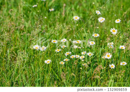 A Vibrant Field of Beautiful Daisies in Full Bloom Capturing the Essence of Natures Beauty 132909859