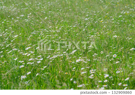 A Beautiful and Lush Green Meadow, Adorned with Vibrant Wildflowers in Full Bloom, Some Might Say, 132909860